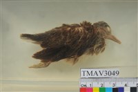 藏品(紅鳩)的圖片